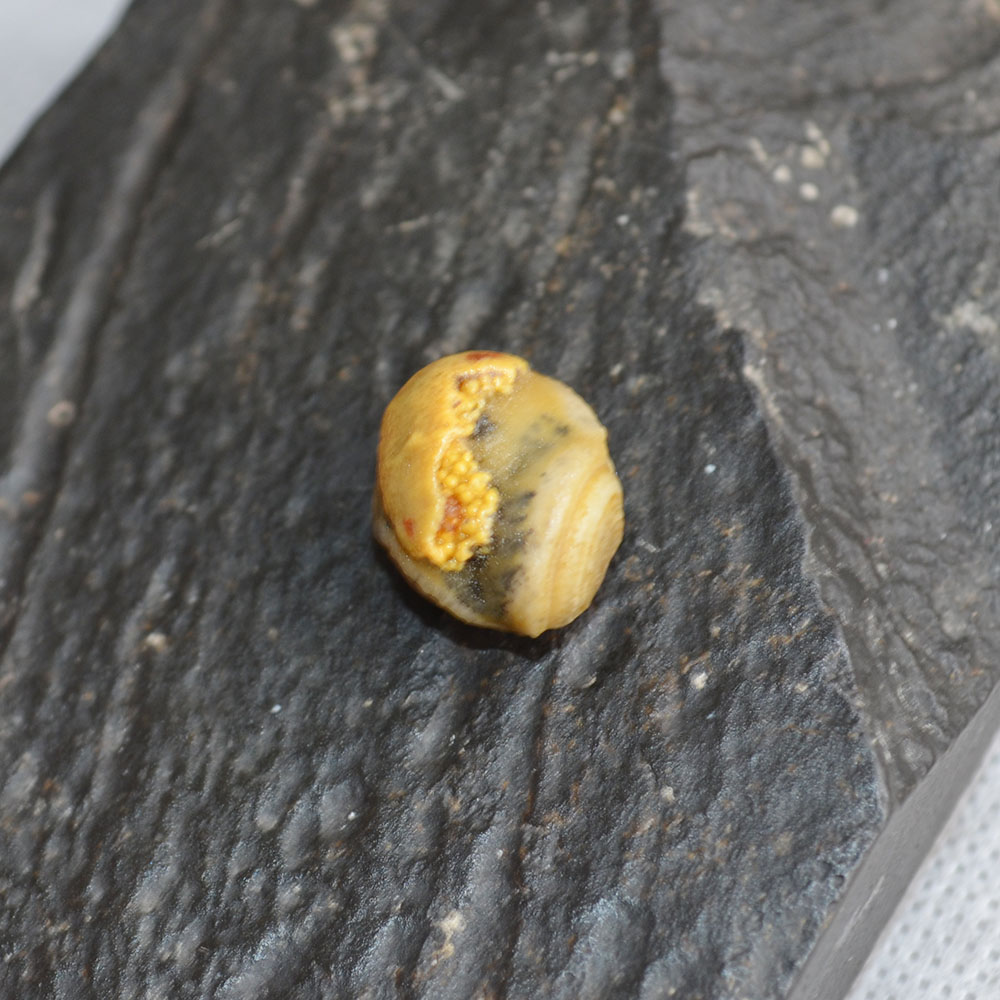 Natural Gobi agate eye , Mongolia Gobi Desert agate eye, Yellow agate eye - 图片 2